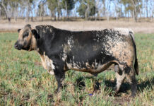 Proven genetics, premium performance