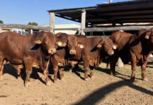 Woolooga offers depth