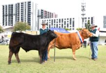 Stud’s stellar Ekka showing