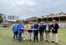 Waite-A-Wyle Beef celebrates show success