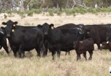 High-grade Angus bulls