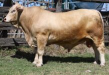 Quality Charbray bulls on offer