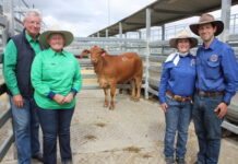 Bred for local conditions