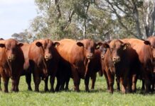 Tackling heat stress