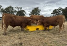 Pioneers of the breed