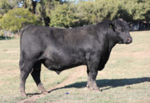 Deep passion for breed