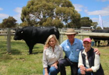 140 bulls up for sale