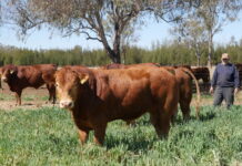 Proven Limousin genetics