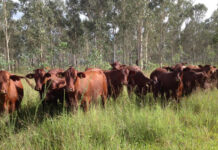 Herd improvers on offer