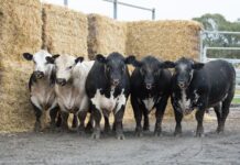 Building herds, backing clients