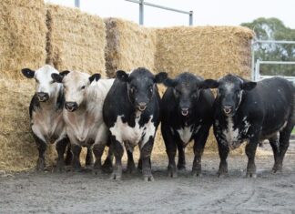 Building herds, backing clients