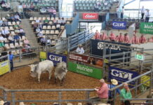 Brahman bulls shine as $8.2 million in sales takes place