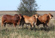 Strong line-up for sale