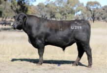 Strong draft of bulls