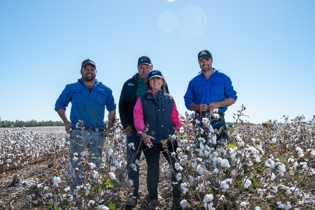 Cotton_511820_01