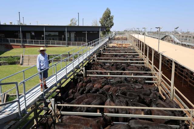 saleyards_509086_01