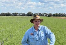 Giant hailstorms wipe out crops across southern Queensland