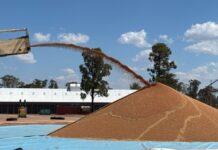 Winter crops unloaded, summer seeding at stake: Queensland growers race for rain