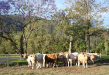 Kandanga summer bull sale