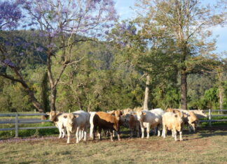 Kandanga summer bull sale