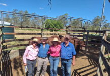 Strong results from Talgai sale