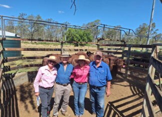 Strong results from Talgai sale