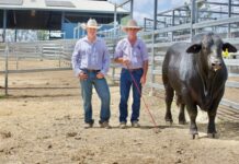 Earlwood Brangus dominates National Brangus Sale with record-breaking sires