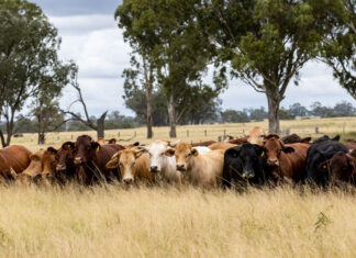 Ticks, small but deadly