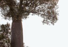 Landcare trailblazers invest in ag future