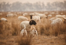 Quality and consistency