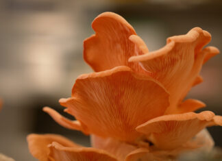 Cotton trash to treasure: Project using waste to grow new mushroom industry