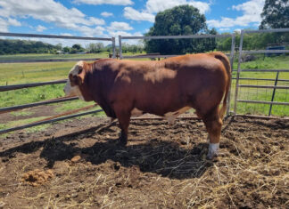 Strong interest in All Breeds