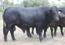 West Oak Black Simbrah