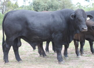 West Oak Black Simbrah