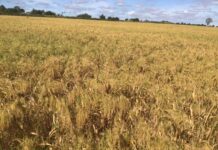 Growing millet crops