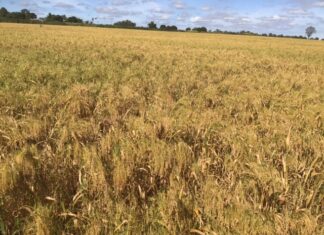 Growing millet crops