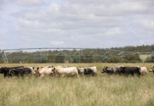 Paddock-bred performance