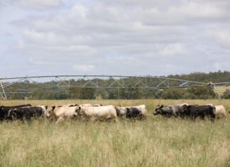 Paddock-bred performance