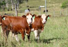 Biarra Valley frontline sale