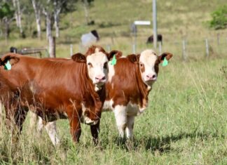 Biarra Valley frontline sale