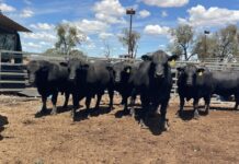 For Queensland conditions