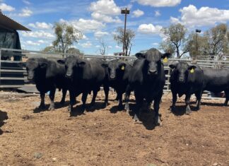 For Queensland conditions