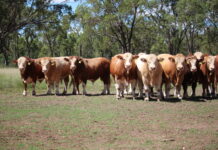 Forget the hype, go the Meldon Park type