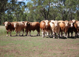 Forget the hype, go the Meldon Park type