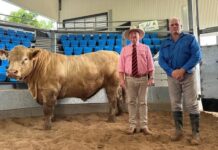 New date for bull sale