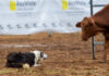Dog Trials return to CQ