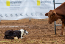 Dog Trials return to CQ