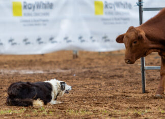 Dog Trials return to CQ