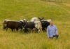 Paddock-bred performance
