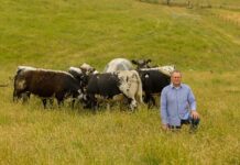 Paddock-bred performance